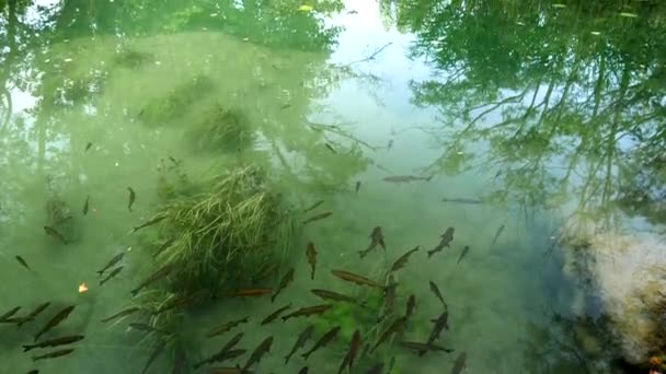 Ένα Σμήνος Ψαριών Που Επιπλέει Στα Ύδατα Του Ποταμού Krka — Αρχείο Βίντεο