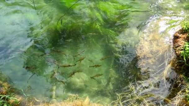 Una Bandada Peces Flotando Aguas Del Río Krka Parque Nacional — Vídeo de stock