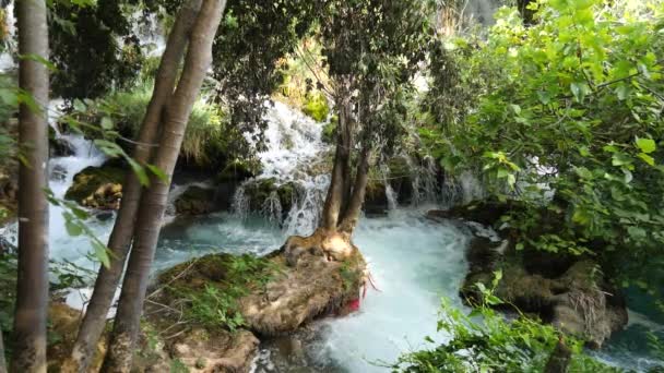 Prachtige Beken Langzaam Stroomt Krka National Park Tussen Bomen Gras — Stockvideo