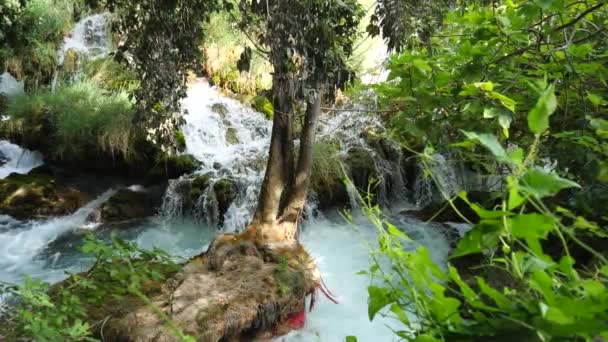 Prachtige Beken Langzaam Stroomt Krka National Park Tussen Bomen Gras — Stockvideo