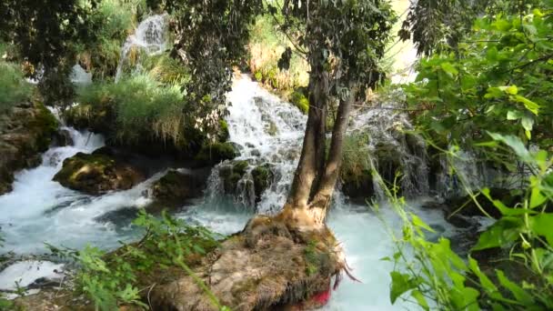 Prachtige Beken Langzaam Stroomt Krka National Park Tussen Bomen Gras — Stockvideo