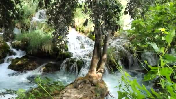 Beautiful Streams Flows Krka National Park Trees Grass Cascade Waterfalls — Stock Video