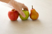 Ruka v jednorázových průhledných rukavicích drží na světle šedém a bílém moderním betonovém pozadí plody červeného a zeleného jablka, červené hrušky, detailní záběr. Koncept epidemie koronaviru.