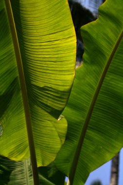 güneş ışığı througt palmiye yaprakları