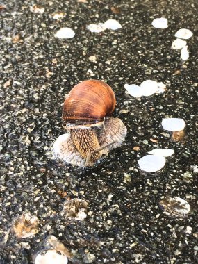 Bir salyangozun yakın çekimi. Makro