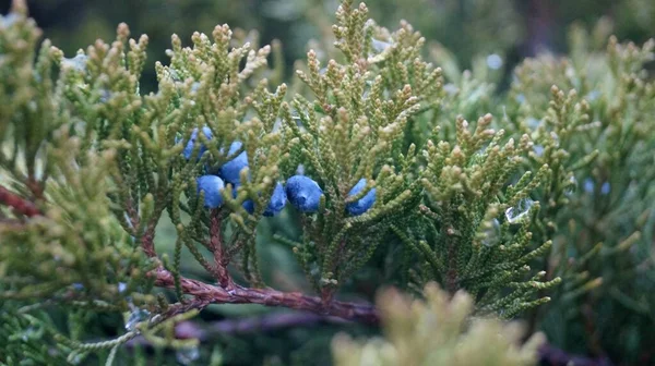 Eine Nahaufnahme Blauer Beeren Auf Einem Baum — Stockfoto