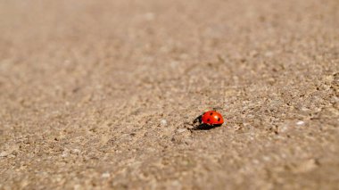 Uğur böceğinin yakın çekimi. Makro. Böcek