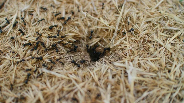 Semut berlari di tumpukan jerami — Stok Foto