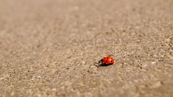 Um close de uma joaninha. Macro . — Fotografia de Stock