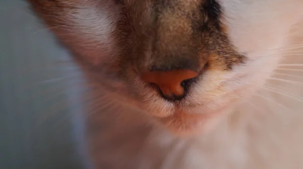 Gros plan d'un nez de chat à trois couleurs - macro photo — Photo