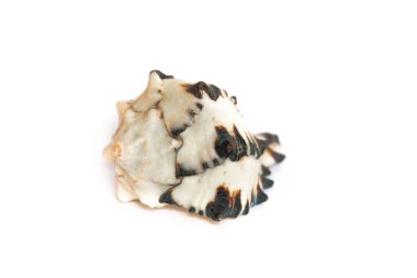 Beyaz bir arka plan üzerinde siyah ve beyaz kabuk