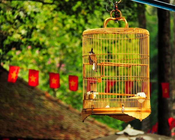 Bird in a cage hanging outside in nature — Stock Photo, Image