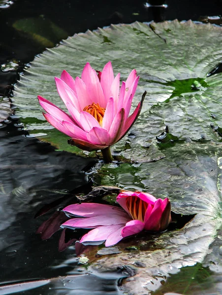 Dois lírios de água rosa em folhas verdes na água — Fotografia de Stock