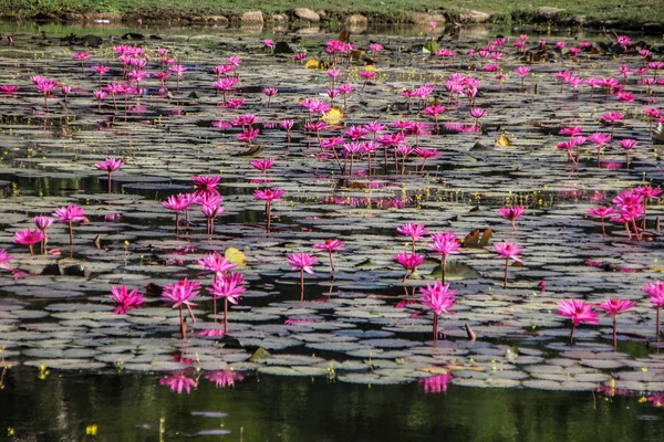 Small pond with pink water lilies — Stock Photo, Image