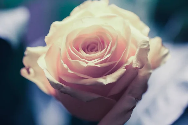 Testa rosa chiaro di una rosa su sfondo blu — Foto Stock