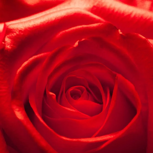 Επικεφαλής της ένα κόκκινο τριαντάφυλλο — Φωτογραφία Αρχείου
