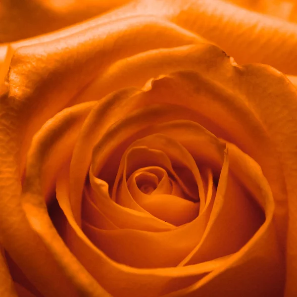 Testa di una rosa arancione — Foto Stock