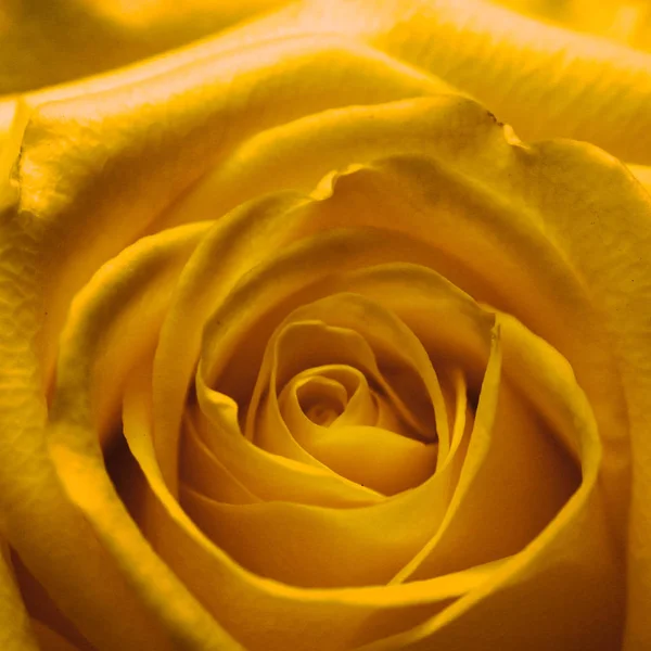 Cabeça de uma rosa amarela — Fotografia de Stock