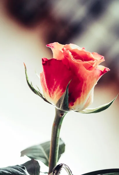 Rosa rosa su sfondo scuro e bianco — Foto Stock