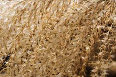 Altın ışıkta süs otu çiçeği