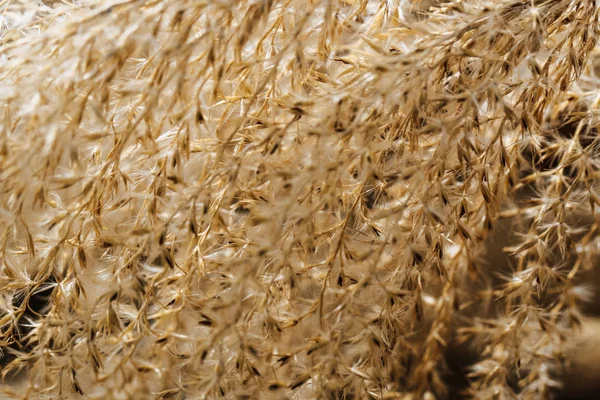 Altın ışıkta süs otu çiçeği