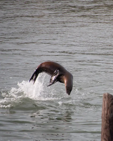 León marino saltando del agua como un delfín — Foto de Stock