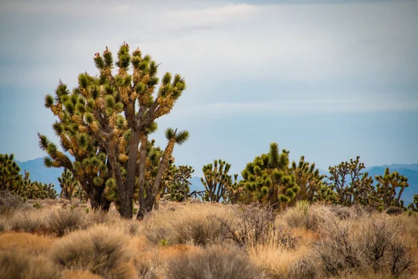 Veel grote Joshua bomen in de woestijn in Usa — Stockfoto