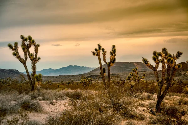 Joshua Trees with hills in the background in the USA — Stock Photo, Image