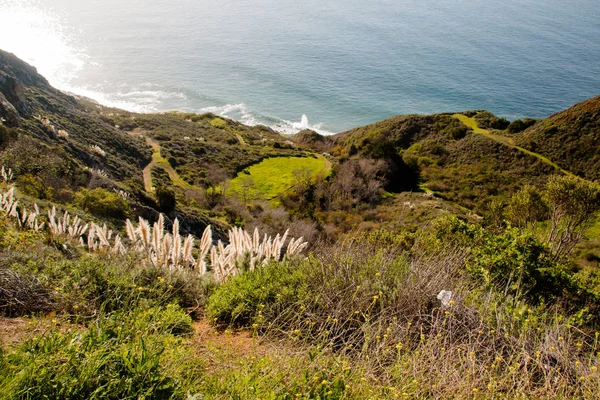 Zaplevelený pampové trávy na Big Sur coast, Los Padres National Fo — Stock fotografie