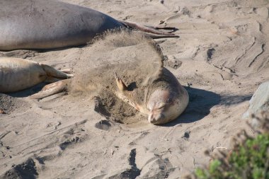 Genç fil beach ABD'de zımpara üzerinde döşeme mühür