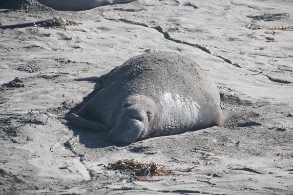Elefantes marinos tumbados en la playa tomando el sol en EE.UU. — Foto de Stock