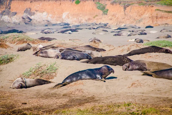 Elefantenrobben liegen am Strand und sonnen sich in den USA — Stockfoto