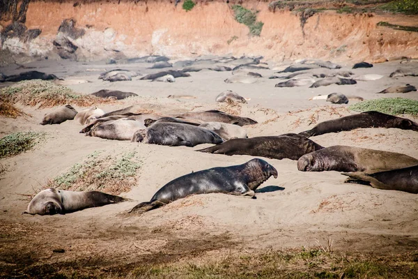 Elefantenrobben liegen am Strand und sonnen sich in den USA — Stockfoto
