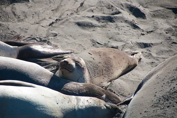 Elefantes marinos tumbados en la playa tomando el sol en EE.UU. — Foto de Stock