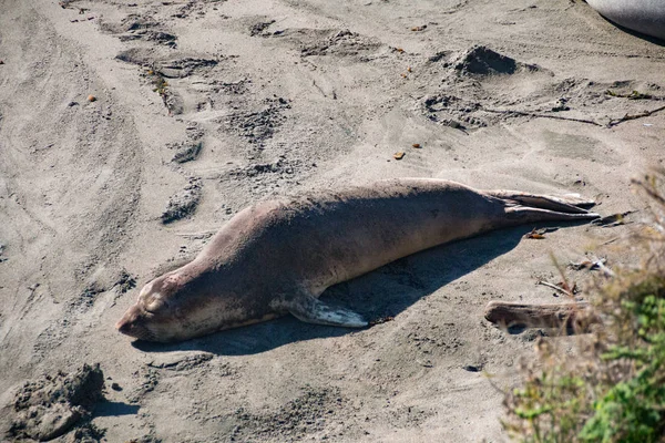 Elefantes marinos tumbados en la playa tomando el sol en EE.UU. — Foto de Stock