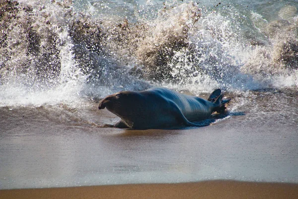 米国で水から出てくる男性のゾウアザラシ — ストック写真