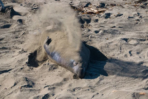 Lijar focas elefantes en la playa tomando el sol en EE.UU. — Foto de Stock