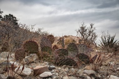 Kaktüs Red Rock Canyon Ulusal Koruma alanı, ABD