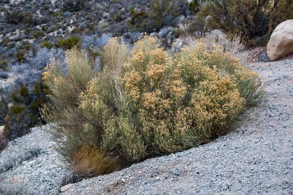 Çöl bush Red Rock Canyon Ulusal Koruma alanında, U — Stok fotoğraf