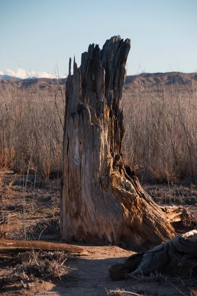 Velho tronco de árvore de madeira morto no deserto — Fotografia de Stock