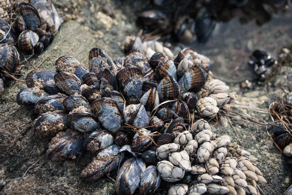 Muszle, rośnie na skale na plaży — Zdjęcie stockowe