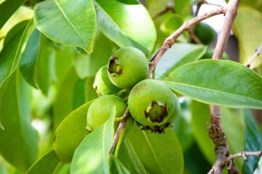 Bir ağaç üzerinde büyüyen yeşil guava meyve