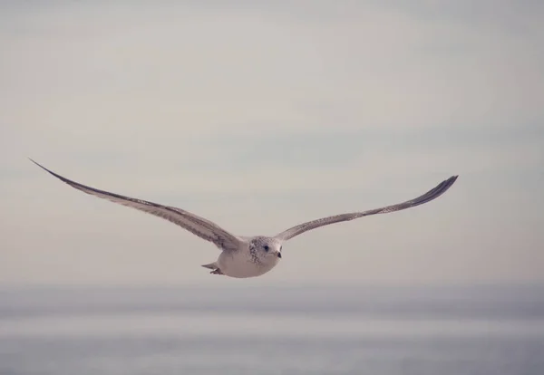 Hermosa gaviota volando sobre el mar — Foto de Stock