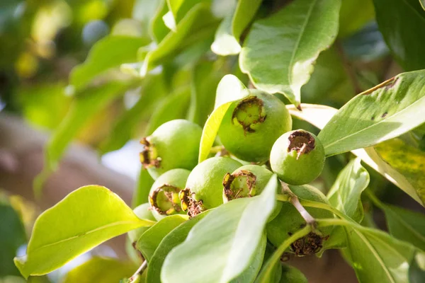 Fruto de guayaba verde creciendo en un árbol —  Fotos de Stock