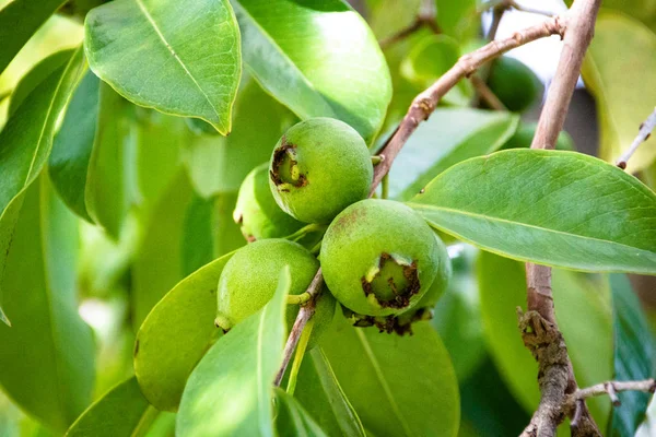 Zelená guava ovoce roste na stromě — Stock fotografie