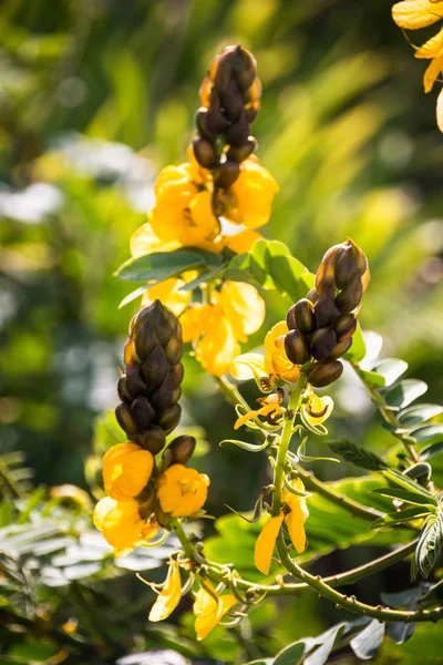 Tres flores amarillas del arbusto de las palomitas —  Fotos de Stock