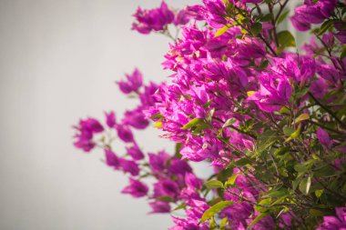 Mor Begonviller birkaç çalılar veya üzüm cinsi B