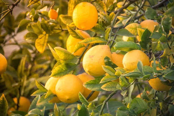 Limón lleno de limón amarillo maduro —  Fotos de Stock