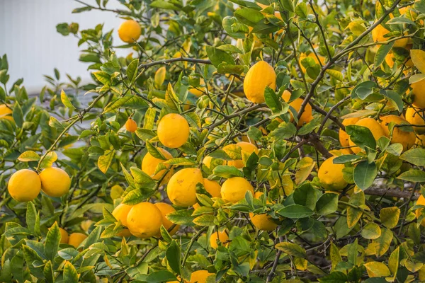 Zitronenbaum voller gelber, reifer Zitrone — Stockfoto