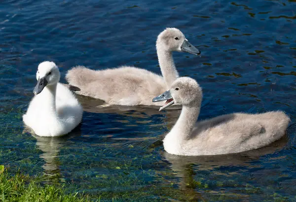 Sessiz Kuğu gölde yüzmeye üç genç cygnets — Stok fotoğraf